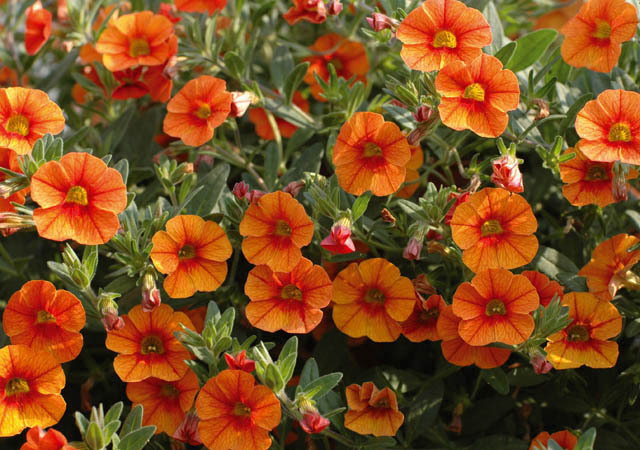 Calibrachoa Superbells® Orange