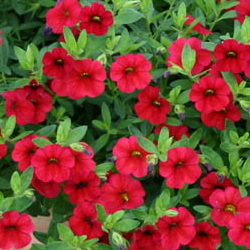 Calibrachoa Superbells® Red Devil