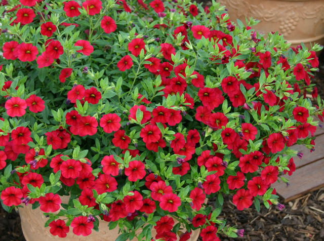 Calibrachoa Superbells® Red Devil