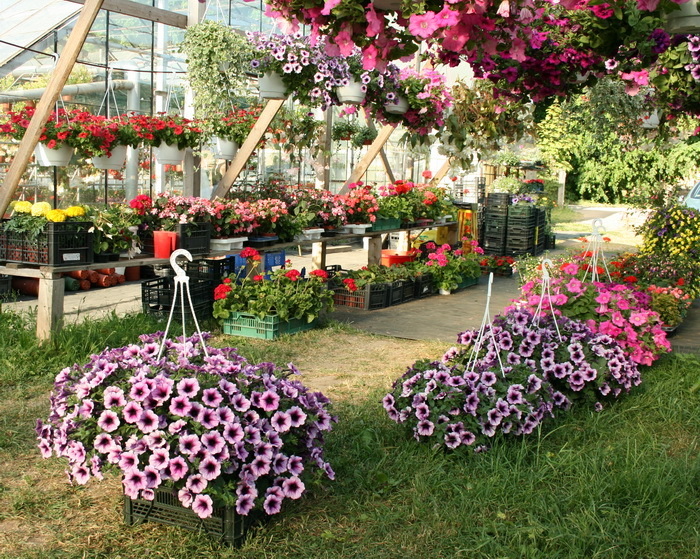Supertunia