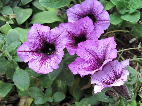 Supertunia Violet