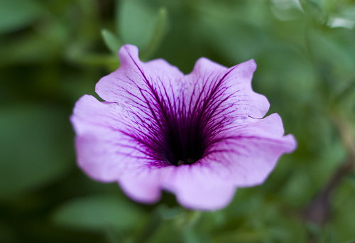 Supertunia Violet