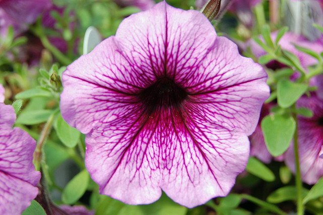 Supertunia Violet