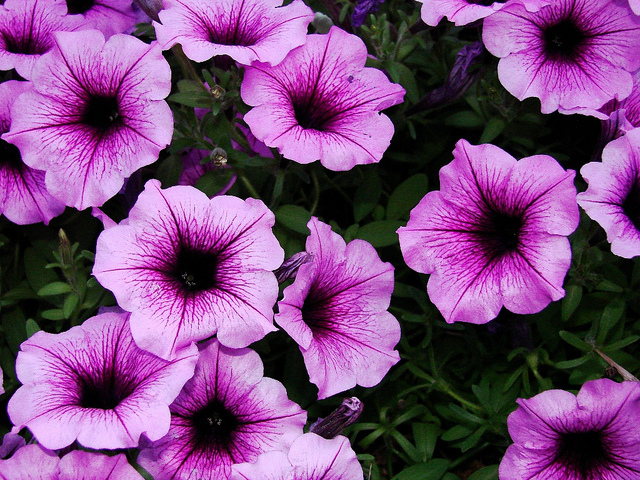 Supertunia Violet