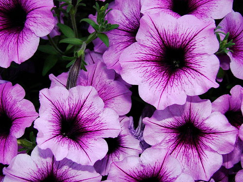 Supertunia Violet