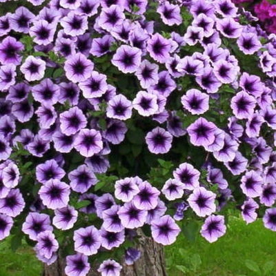 Supertunia Violet