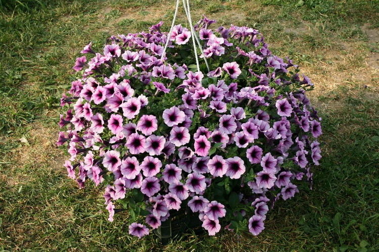 Supertunia Violet