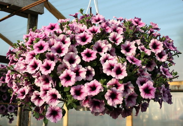 Supertunia Violet