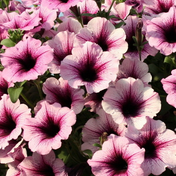 Supertunia Violet