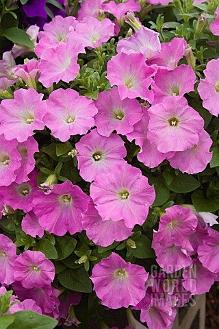 Whispers Bright Pink
