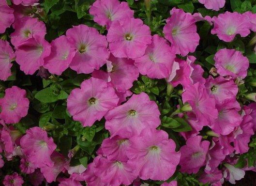 Whispers Bright Pink