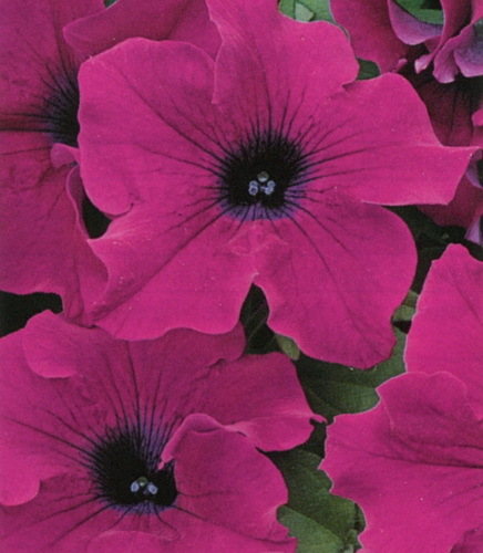 Giant Purple