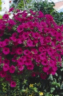 Giant Purple