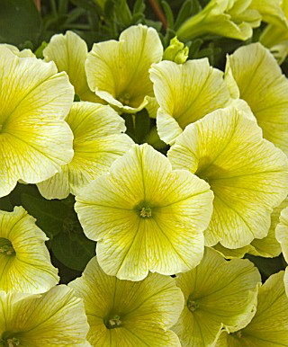 Victorian Yellow