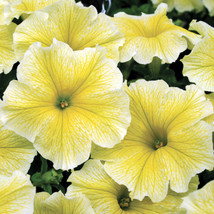 Victorian Yellow