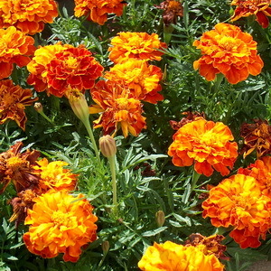 Tagetes