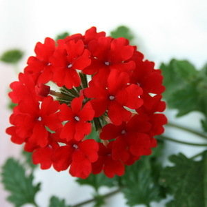 Tukana Early Scarlet