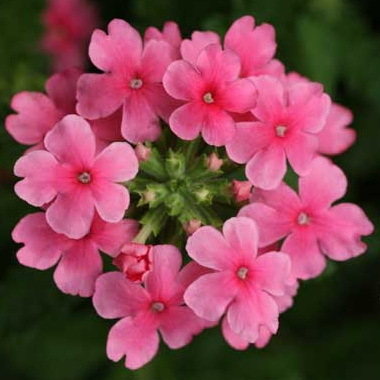 Strawberry And Cream