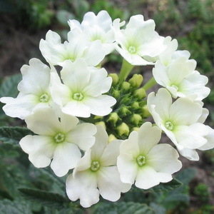 Tukana White