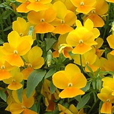 Orange Cascadiz
